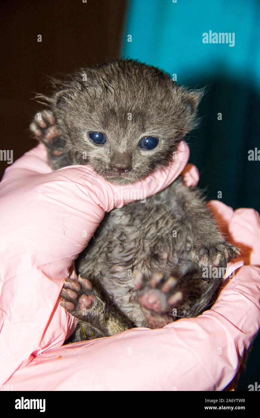 can you touch newborn kittens with gloves