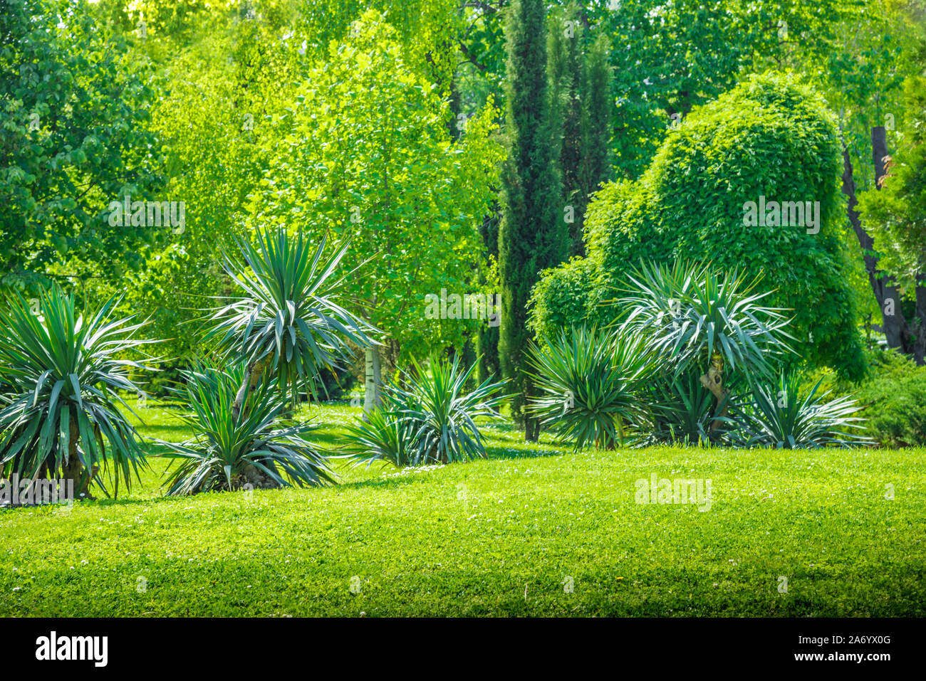 backyard and garden with manu trees and grass on lawn Stock Photo