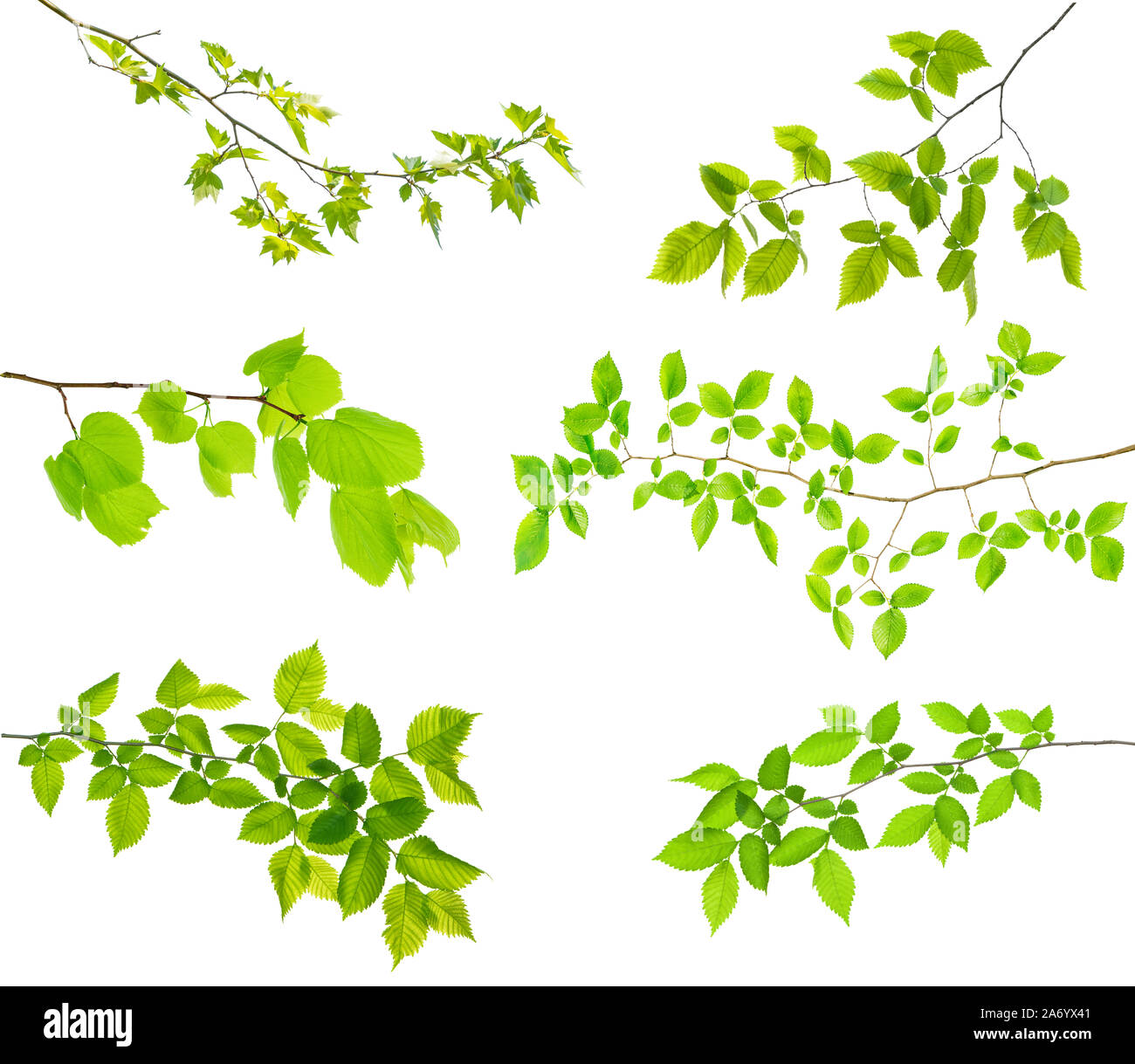 set of branches of tree isolated on white with leaves Stock Photo Alamy
