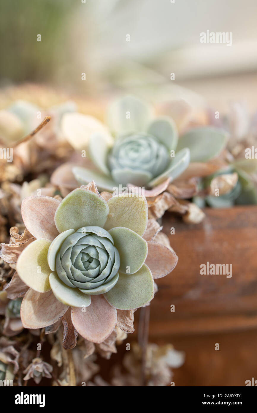 Flower pot with many small succulents, peaceful calming sacred geometry Stock Photo