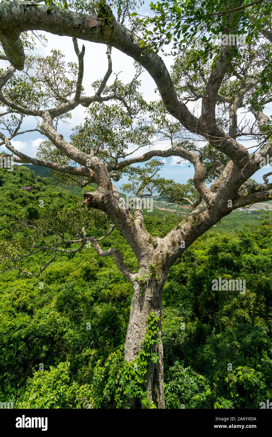 Magnificent, isolated, green tree in front of a forest in South China ...