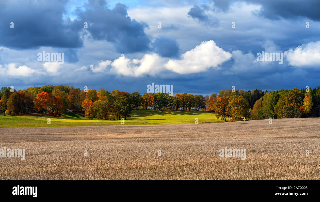 Wooden path among the reeds on the lake Stock Photo - Alamy