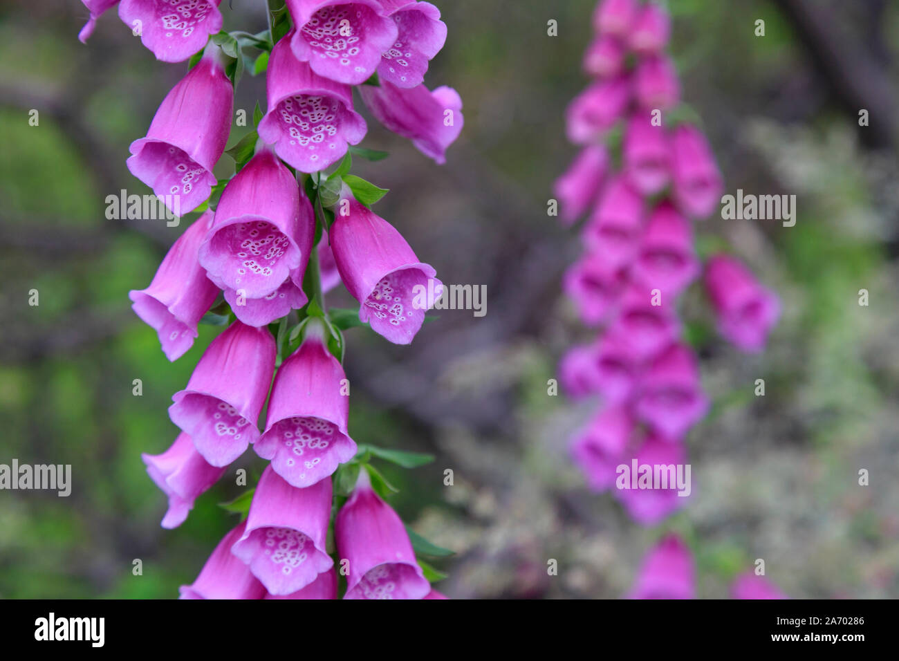 Chile, Patagonia, Torres del Paine National Park (UNESCO Site), Foxglove's flowers (Digitalis Purpurea) Stock Photo