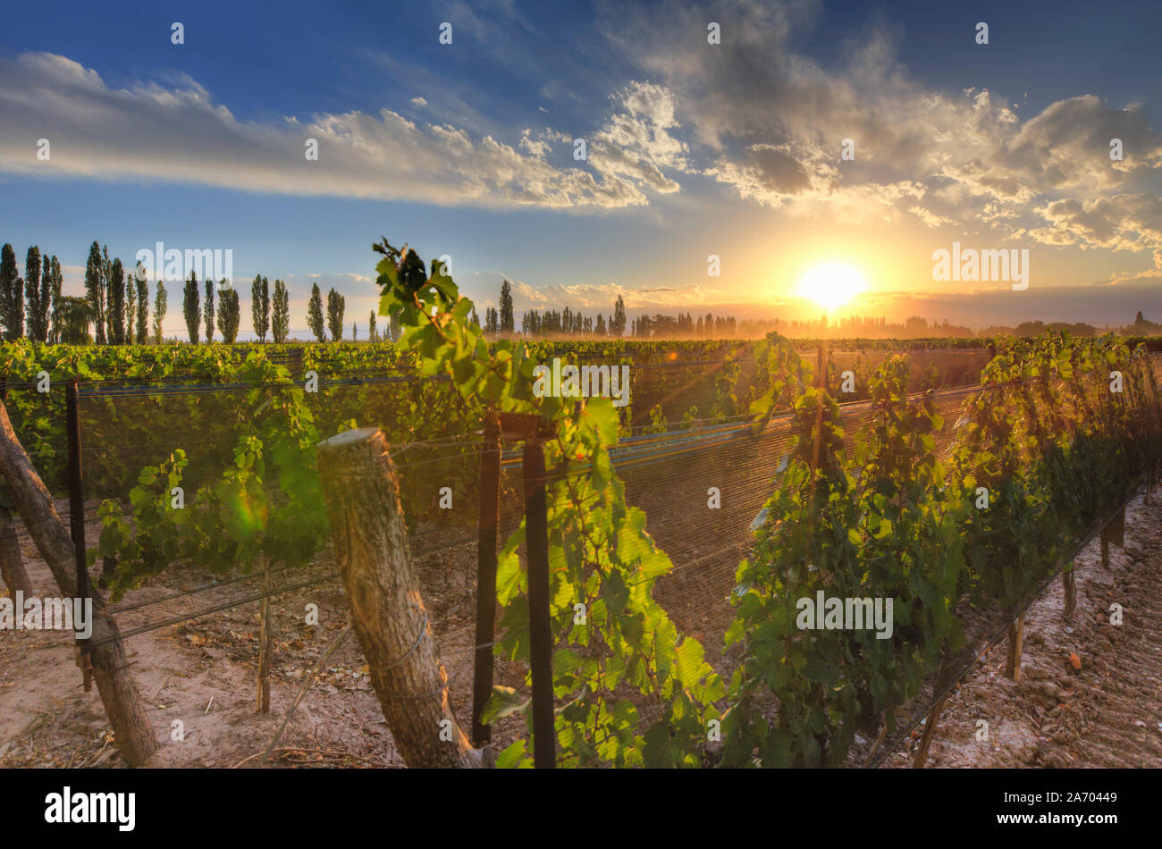 Argentina, Mendoza, Lujan de Cuyo, Malbec Grape Wineries Stock Photo