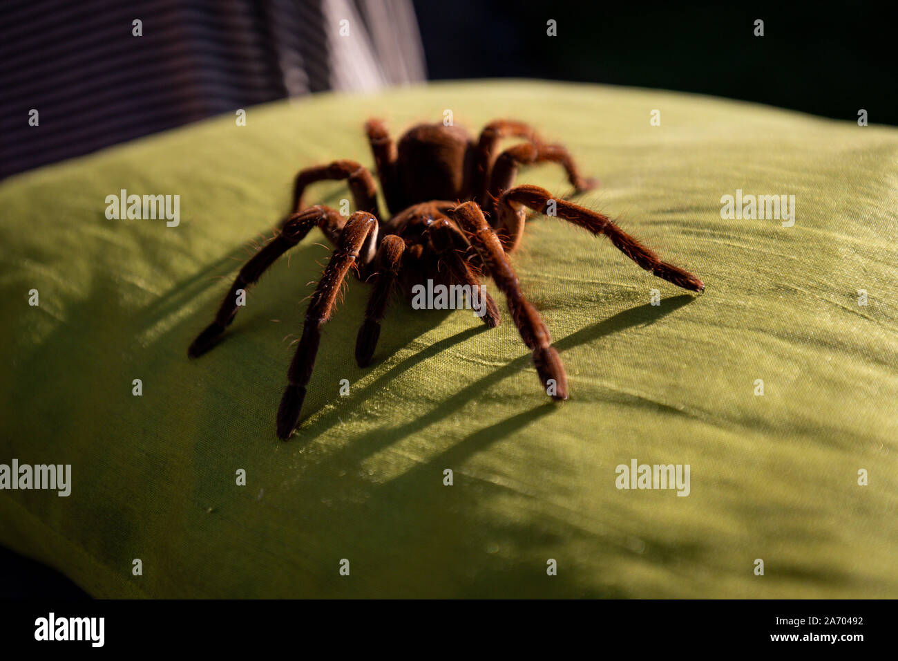 Boris, a Goliath birdeater spider belonging to Carrie Alcock, at Carrie's home in Cheadle, Staffordshire ahead of the National Pet Show at the NEC on November 2 and 3. PA Photo. Picture date: Tuesday October 29, 2019. Photo credit should read: Jacob King/PA Wire Stock Photo