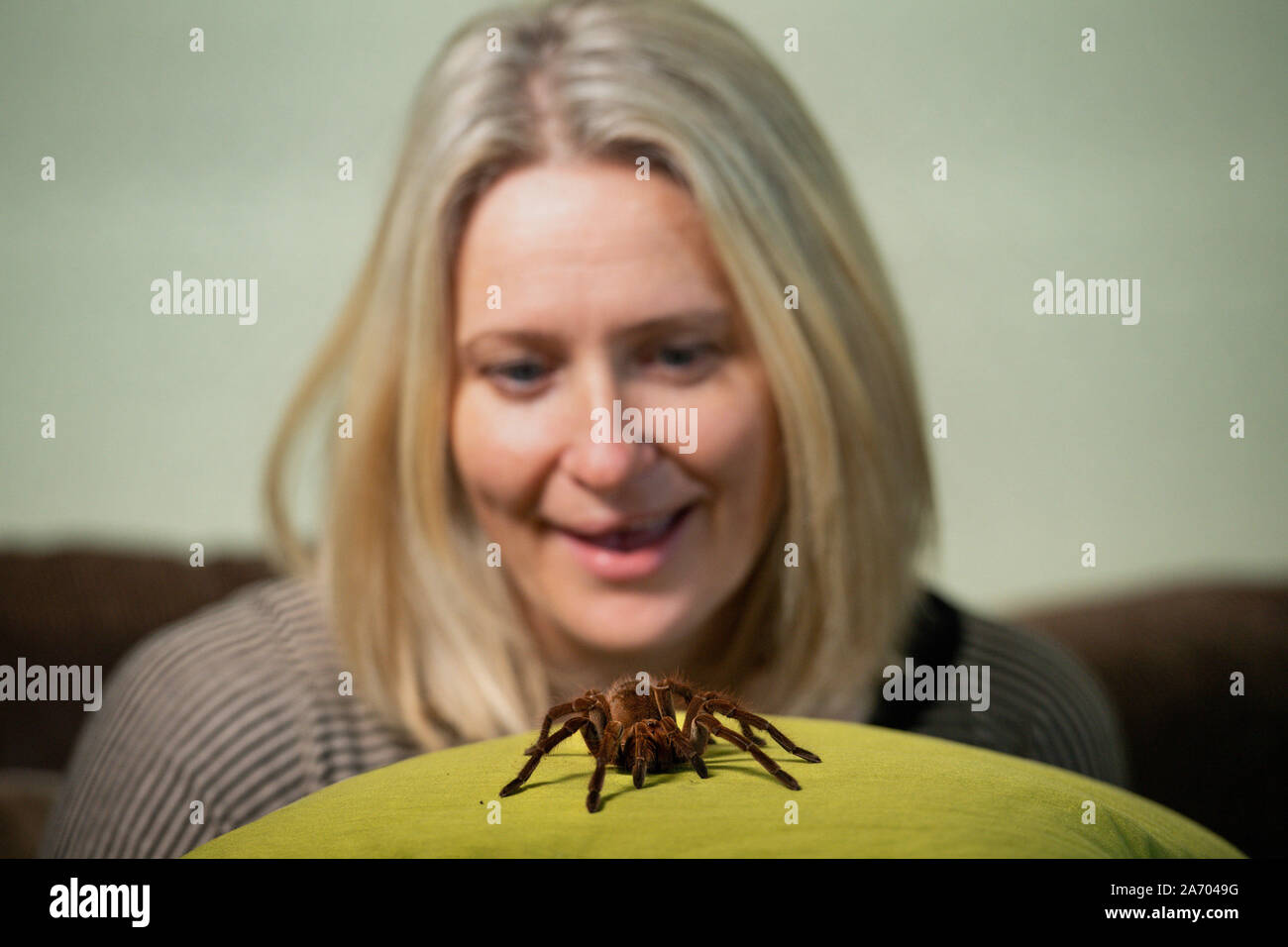 Zoologist Carrie Alcock with Boris, her Goliath birdeater spider at her home in Cheadle, Staffordshire ahead of the National Pet Show at the NEC on November 2 and 3. Stock Photo