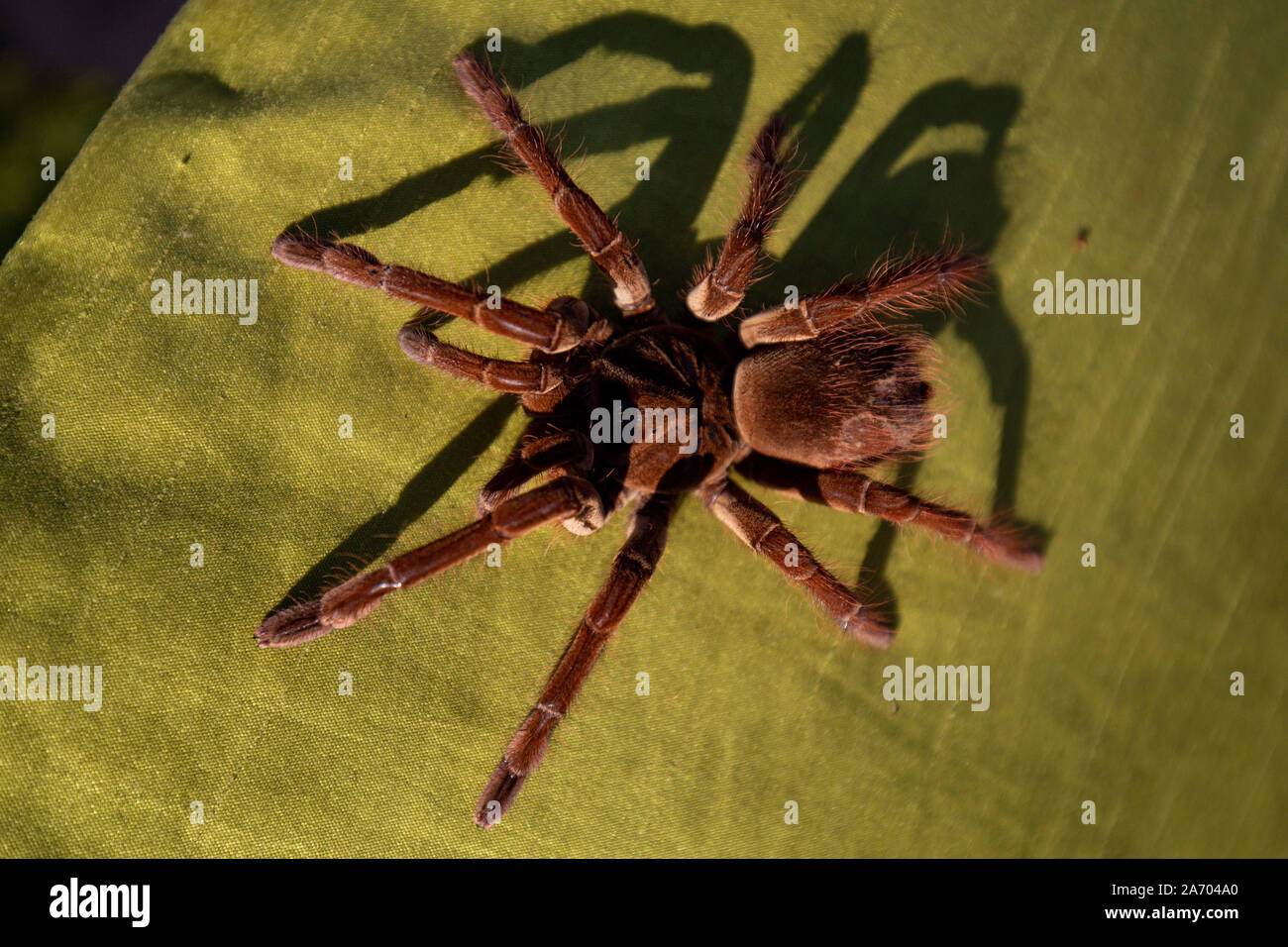 Boris, a Goliath birdeater spider belonging to Carrie Alcock, at Carrie's home in Cheadle, Staffordshire ahead of the National Pet Show at the NEC on November 2 and 3. Stock Photo