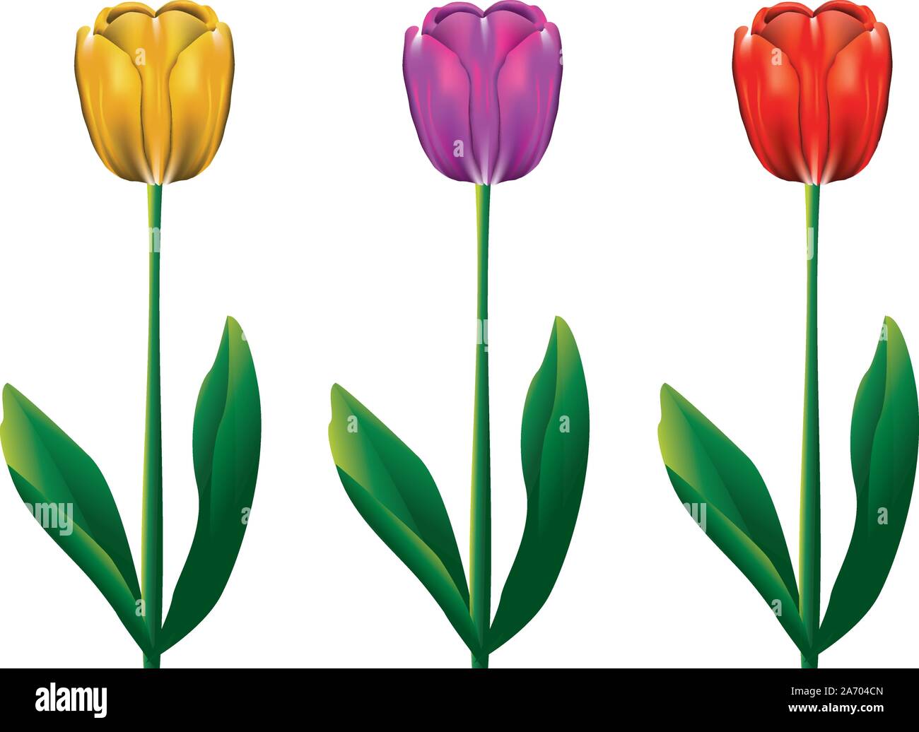 Vase spring flowers tulips Stock Vector Images - Alamy