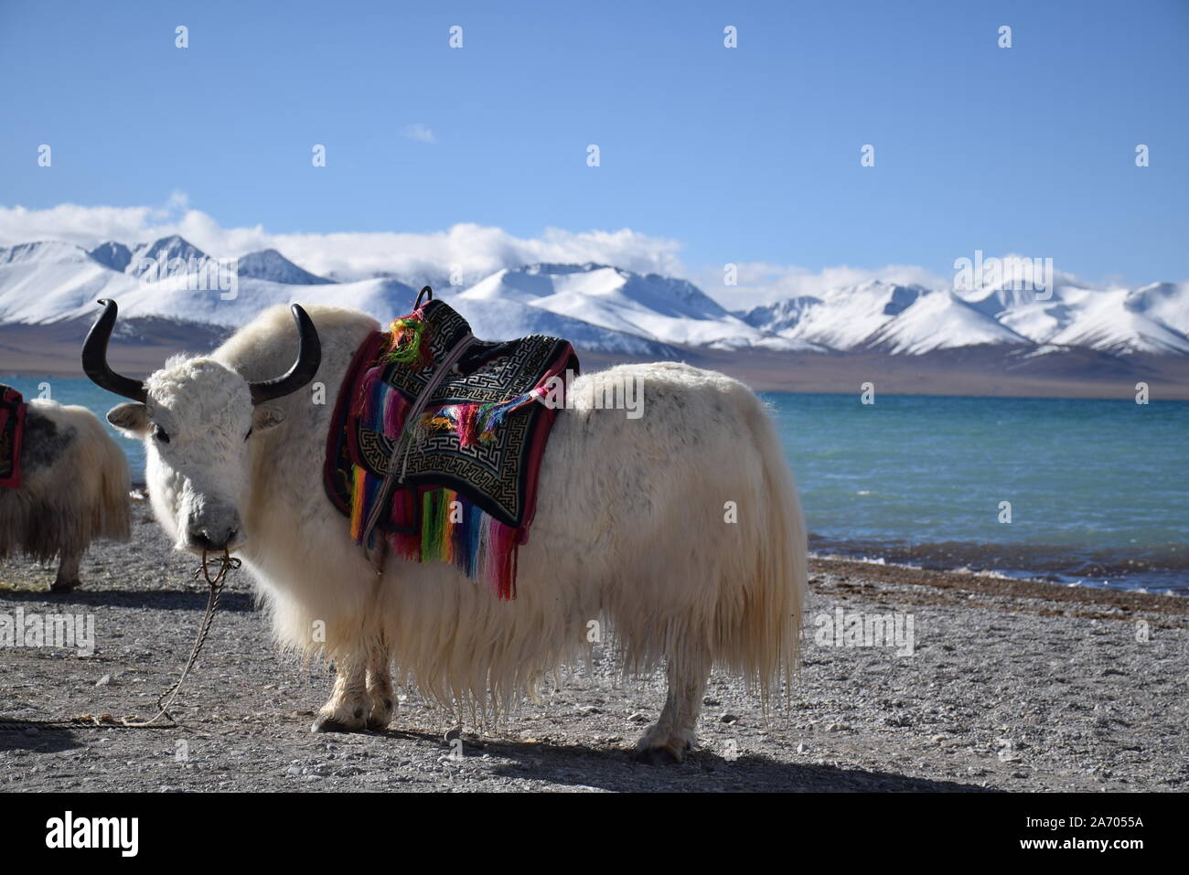 White yak in Namtso lake, Tibet. Namtso is the largest lake in the Tibet Autonomous Region Stock Photo