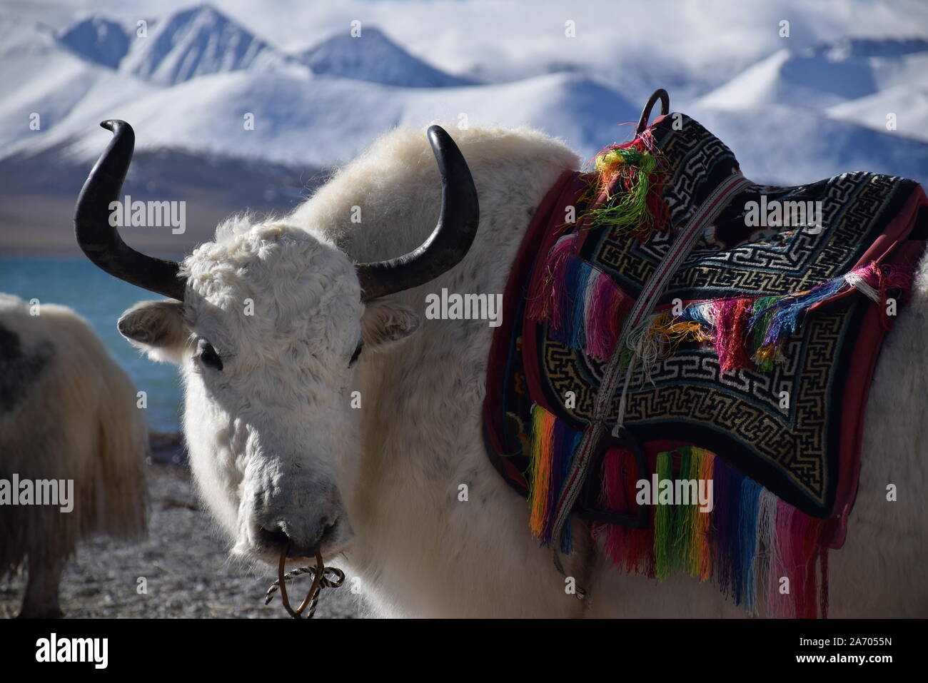 White yak in Namtso lake, Tibet. Namtso is the largest lake in the Tibet Autonomous Region Stock Photo