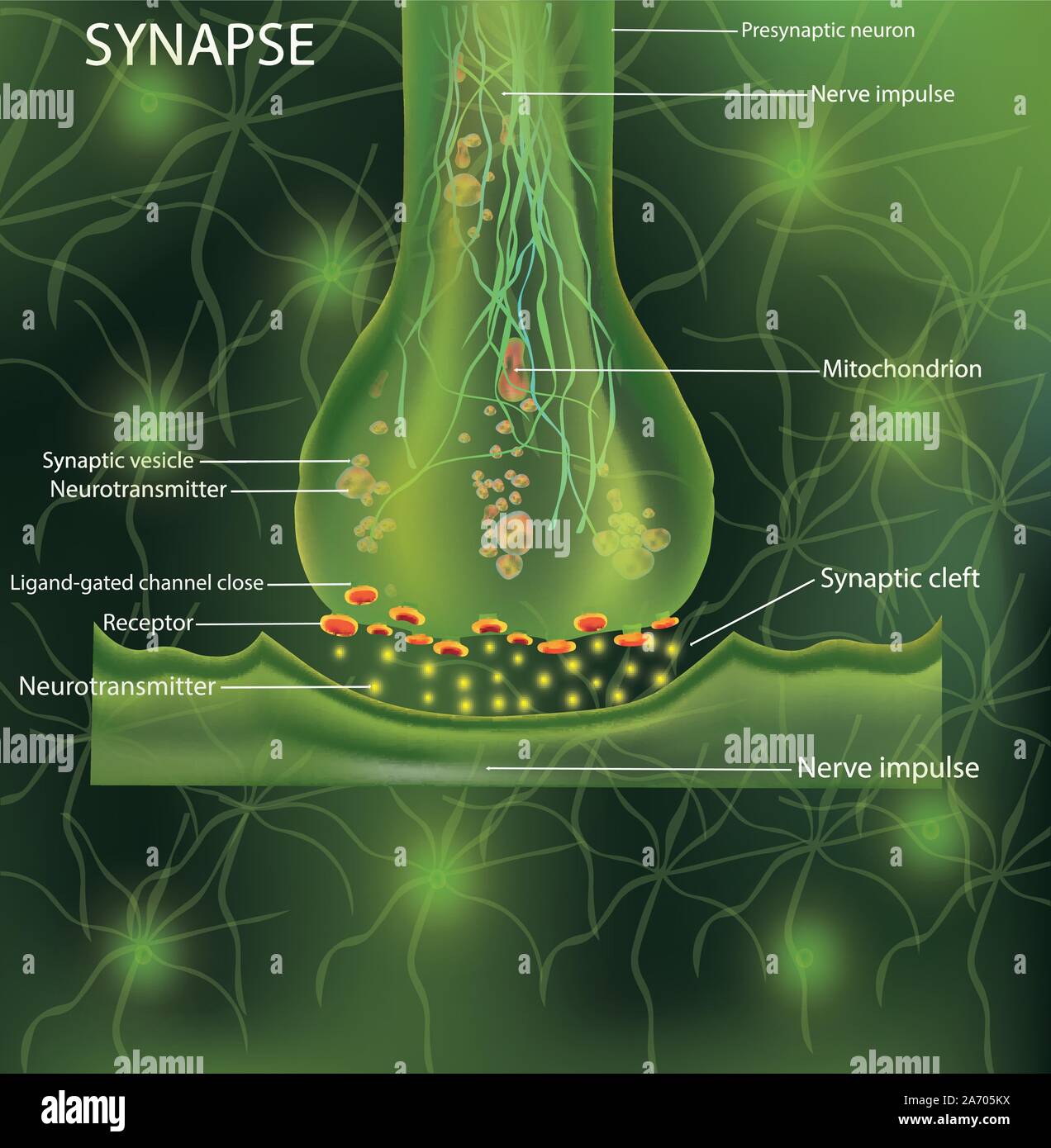 Neurons, scientific designation. Structure Synaps. Neuronal with a nerve cell. Signaling in the brain. Transimission of impulses in a living organism Stock Vector