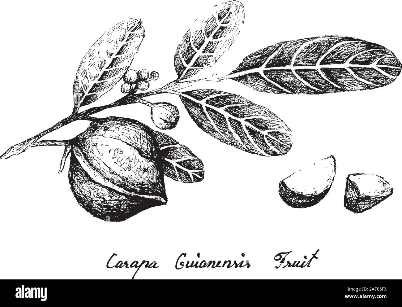 Illustration Hand Drawn Sketch of Carapa Guianensis, Andiroba or Crabwood Fruits on A Tree, Good Source of Dietary Fiber, Vitamins and Minerals. Stock Vector