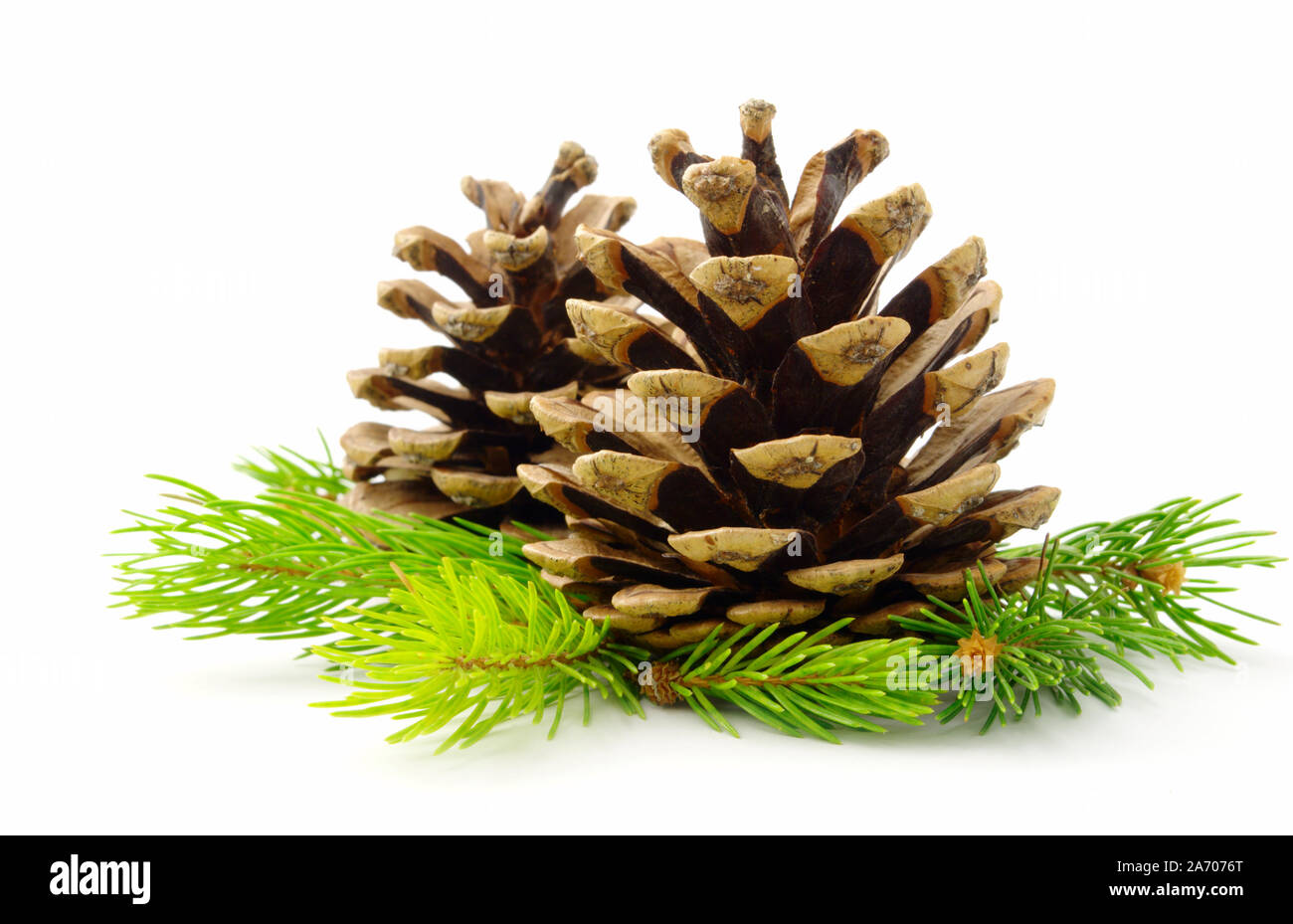 cone and pine branches on a white background Stock Photo