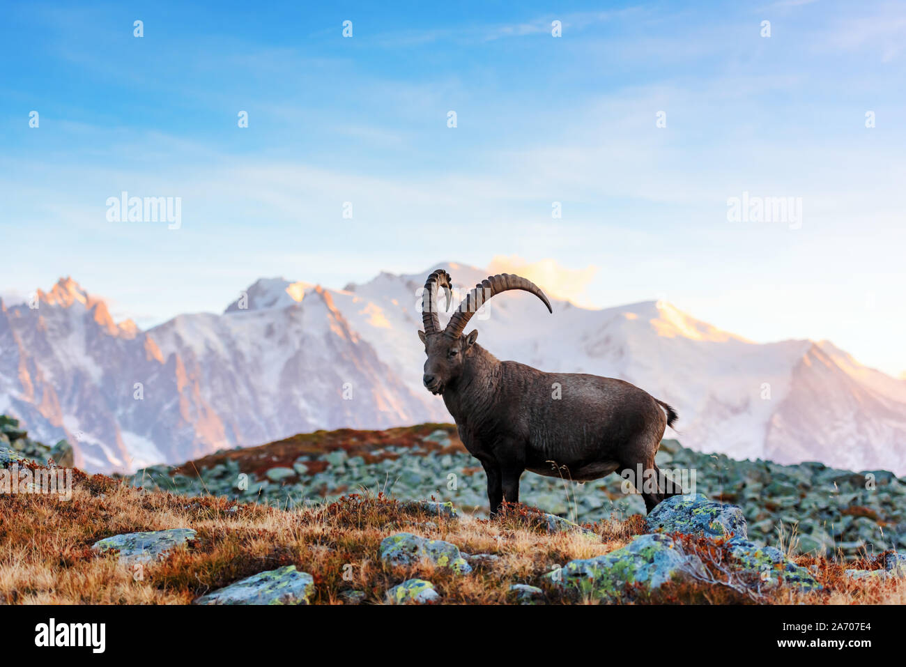 Wild goat (Alpine Carpa Ibex) in the France Alps mountains. Monte Bianco range with Mont Blanc mountain on background Stock Photo