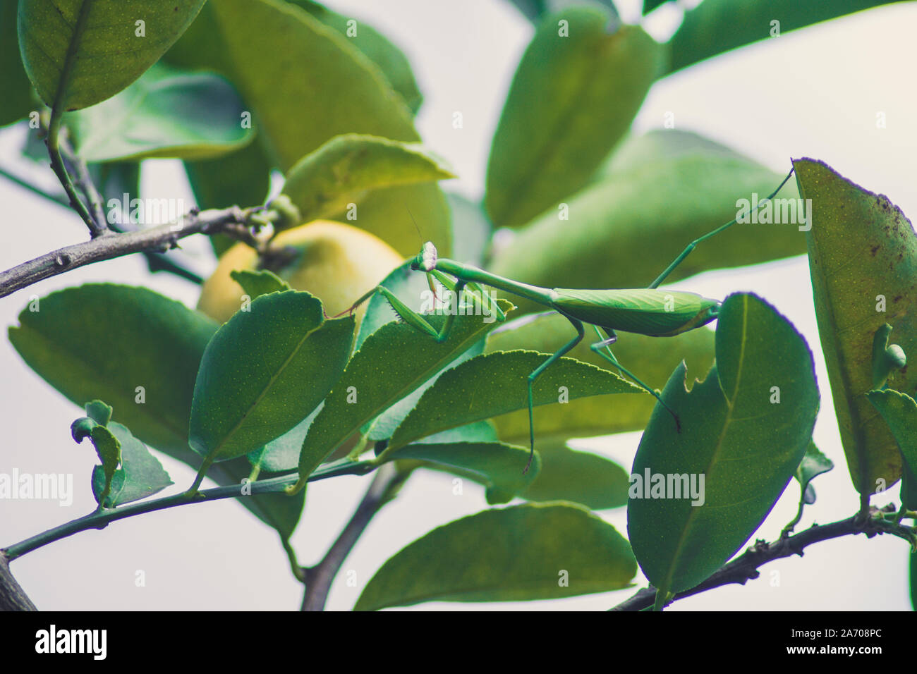 Mantis Stock Photo