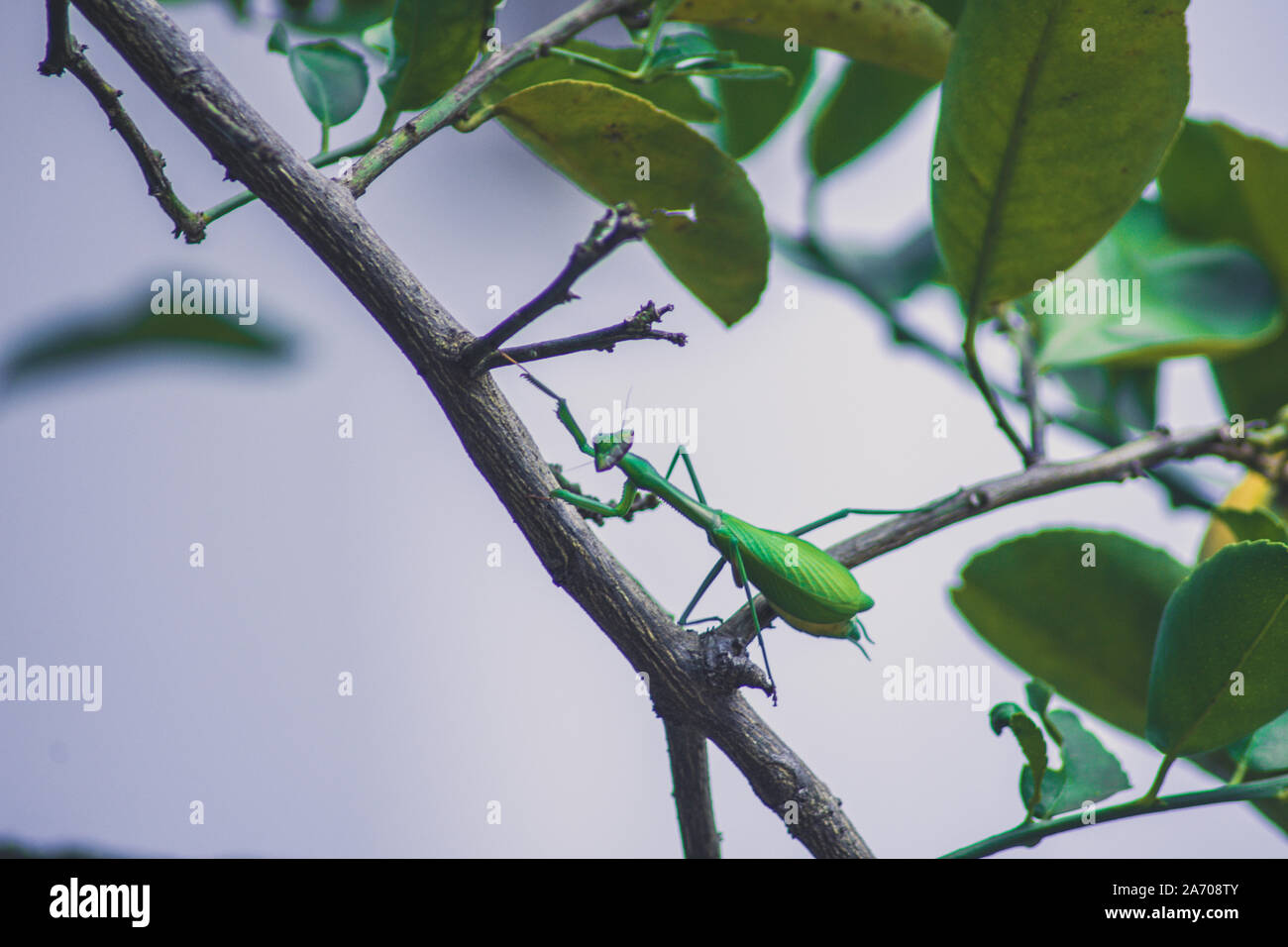 Mantis Stock Photo