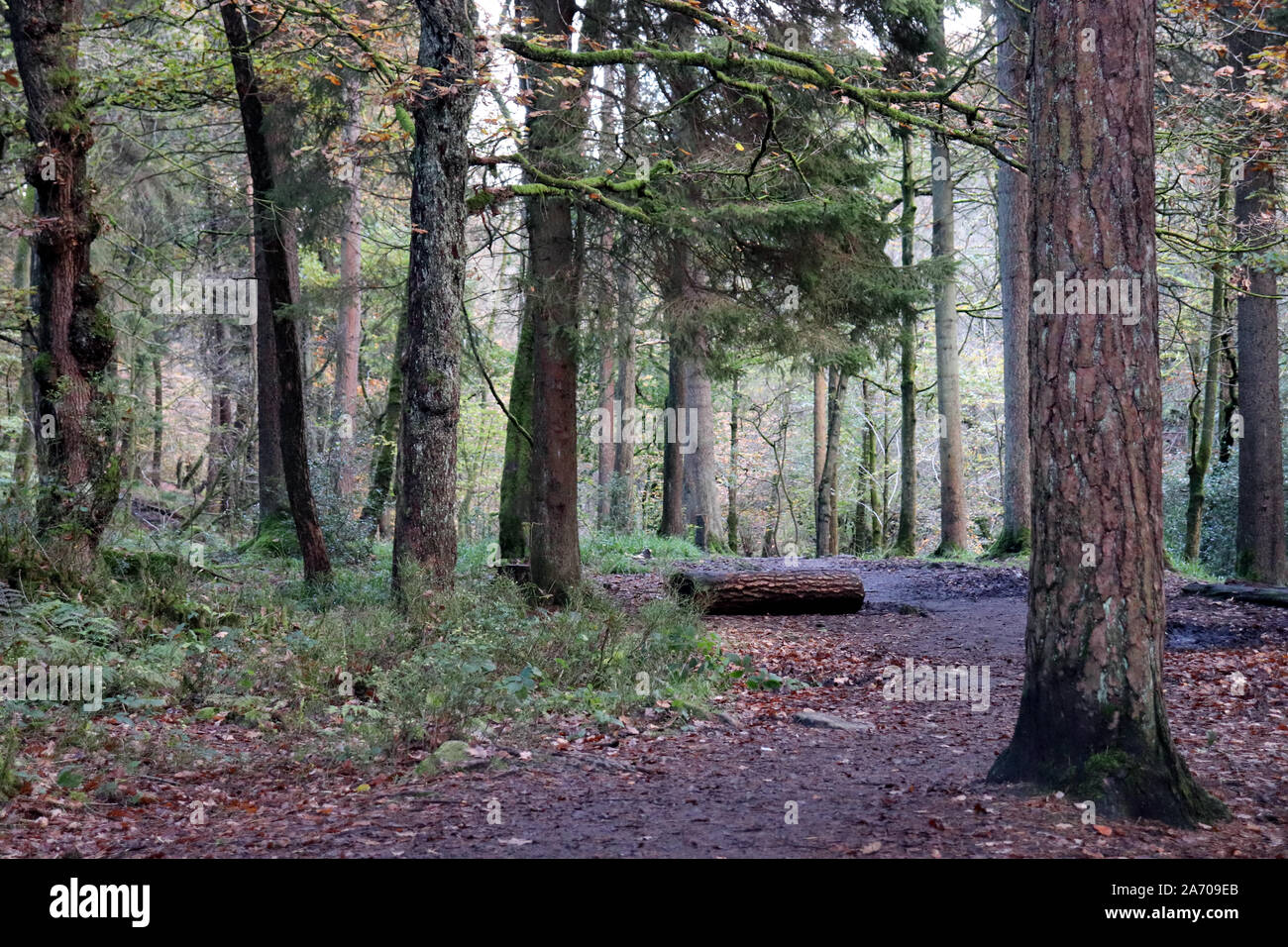 National Trust Forest Stock Photo