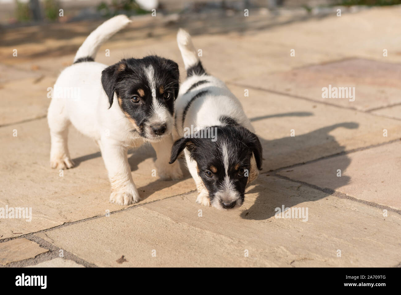 Two Young Small Cute Jack Russell Puppy Dogs 7 5 Weeks Old Are