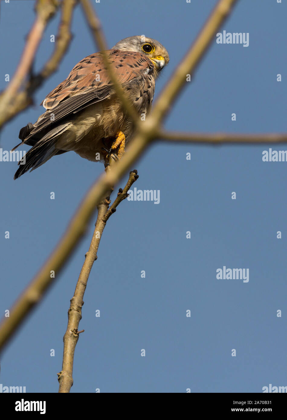 Kestral falco tinnunculus raptor perched in tree male grey head and tail yellow feet  eye ring and nostrils. Orange brown back black band on tail end. Stock Photo