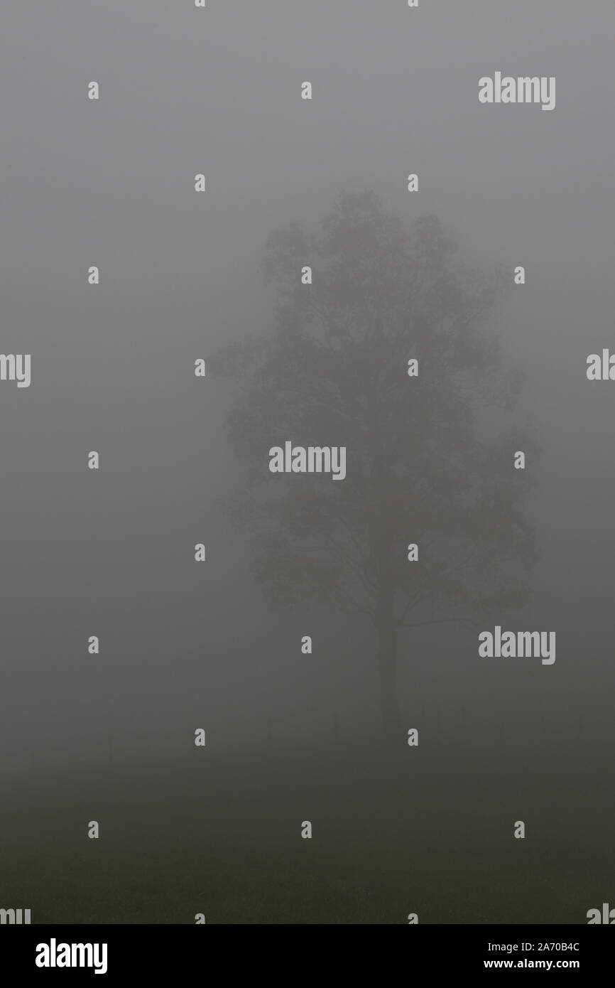 one lonesome natural tree standing in dense fog Stock Photo