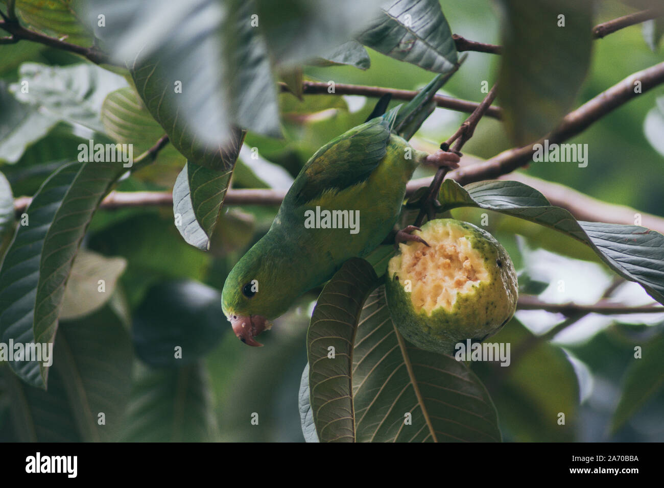 Plain parakeet eating guava Stock Photo