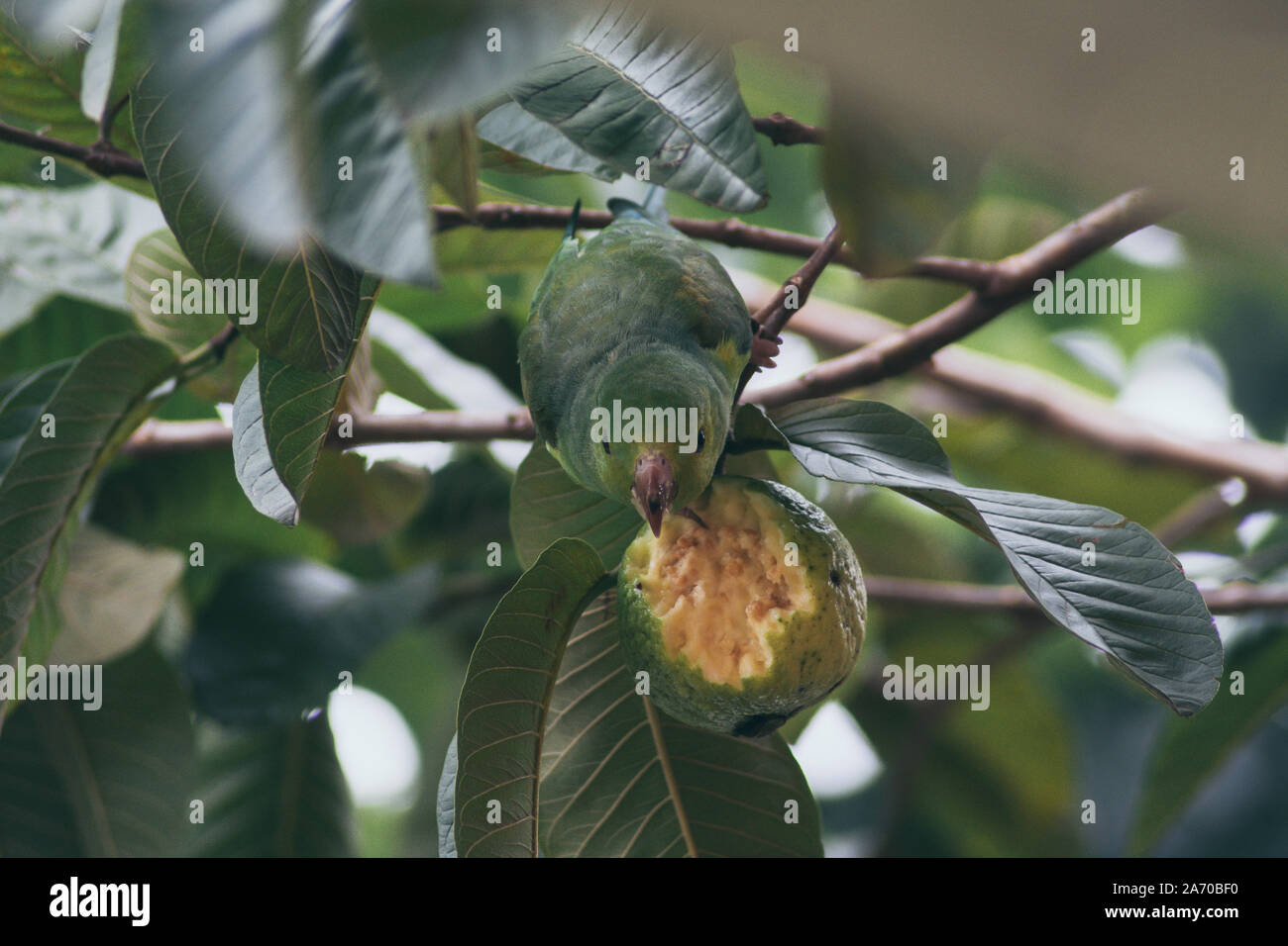 Plain parakeet eating guava Stock Photo