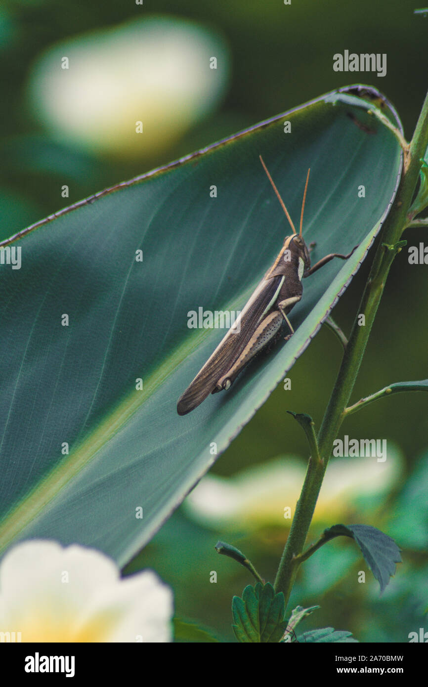 Grasshopper on a leaf Stock Photo