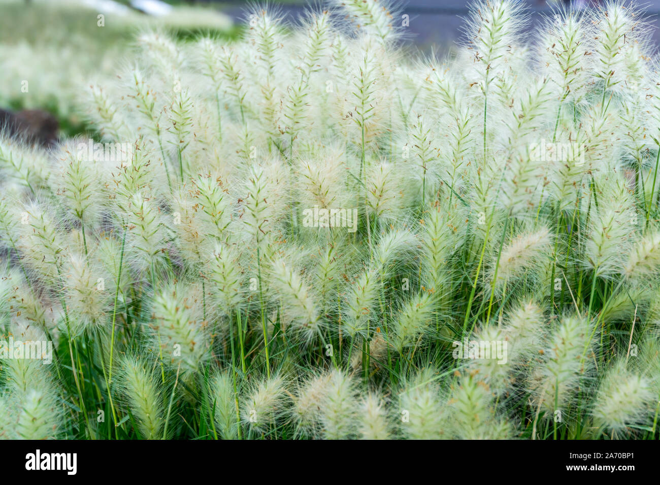 White foxtail flowers at the ruins of the architecturally significant Mesoamerican pyramids and green grassland located at at Teotihuacan, an ancient Stock Photo