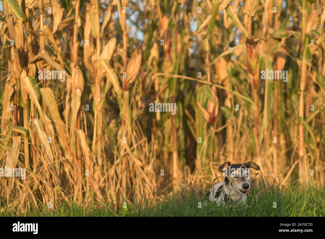 disobedient Jack Russell Terrier Dog has escaped and is sitting in front of a maize field. Stock Photo