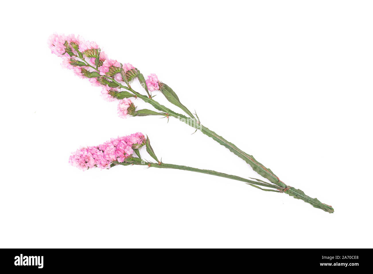 Statica latifolia flower isolated on white background. Stock Photo