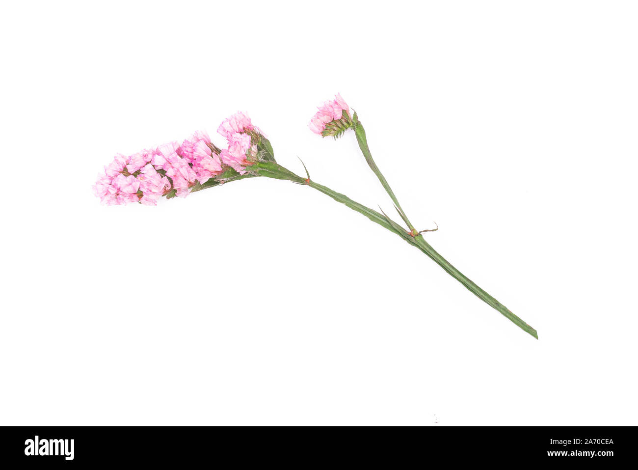 Statica latifolia flower isolated on white background. Stock Photo