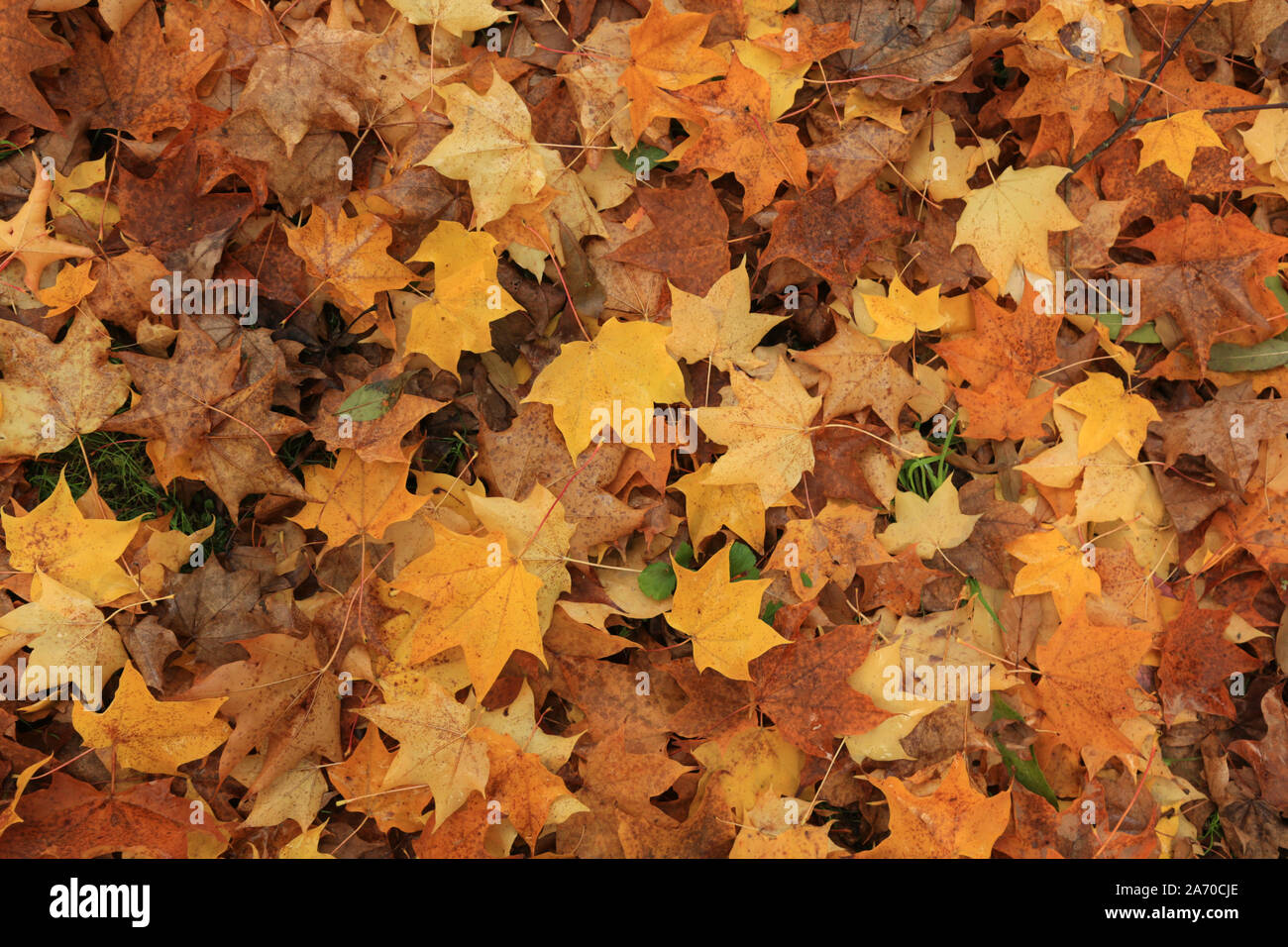 Colourful leaves on ground hi-res stock photography and images - Alamy