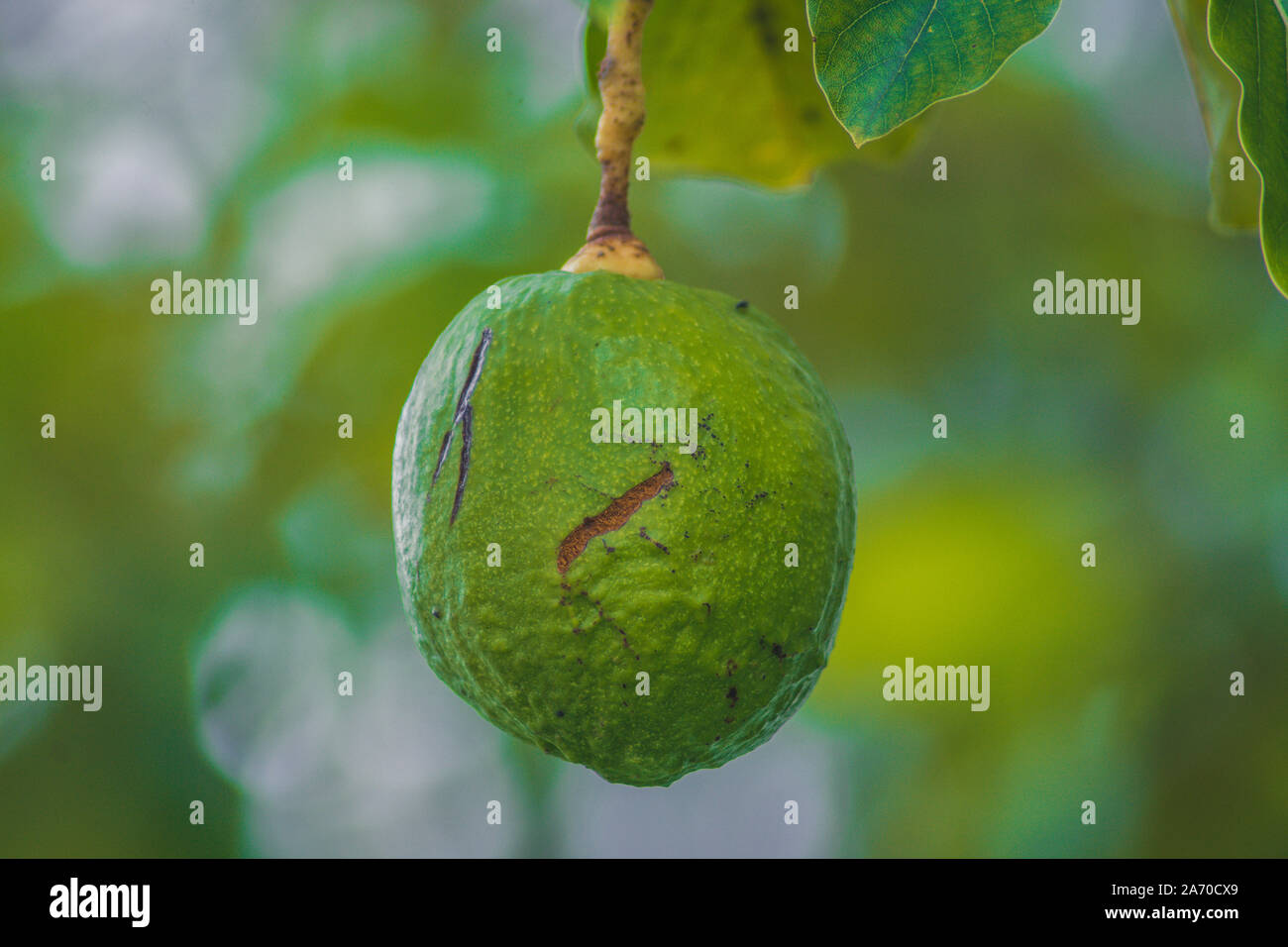 Overhead shot of four green avocados in a rectangular shaped straw fruit  basket Stock Photo - Alamy