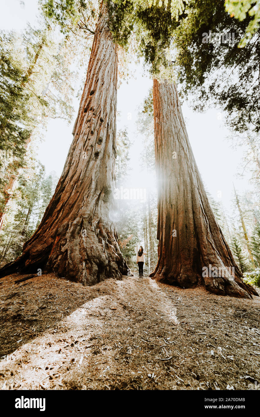 Female tourist in California looking at giant Sequoia Trees Stock Photo