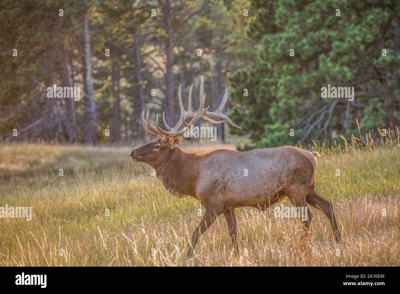 Elk Hunt Stock Photo