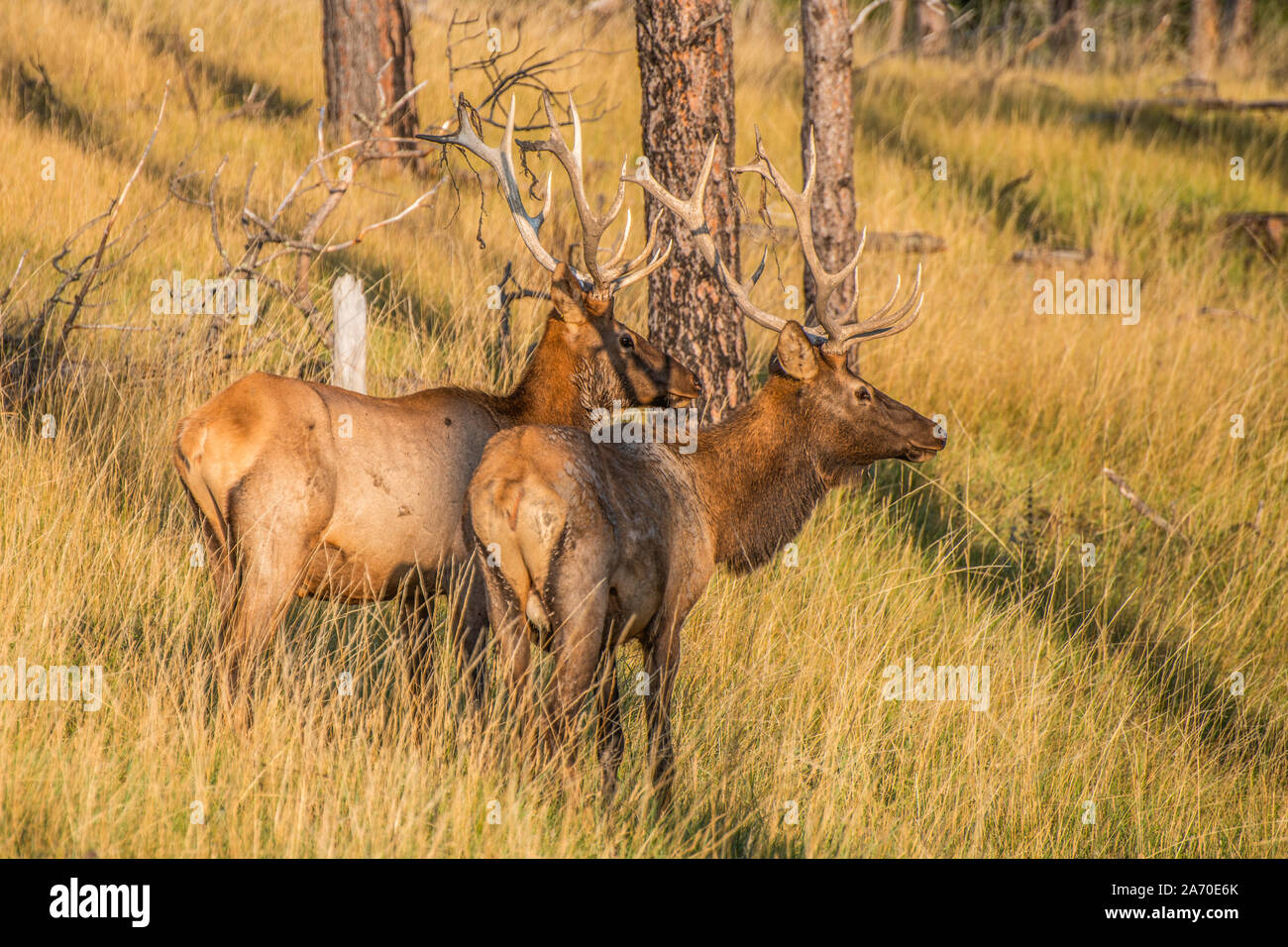 Elk Hunt Stock Photo