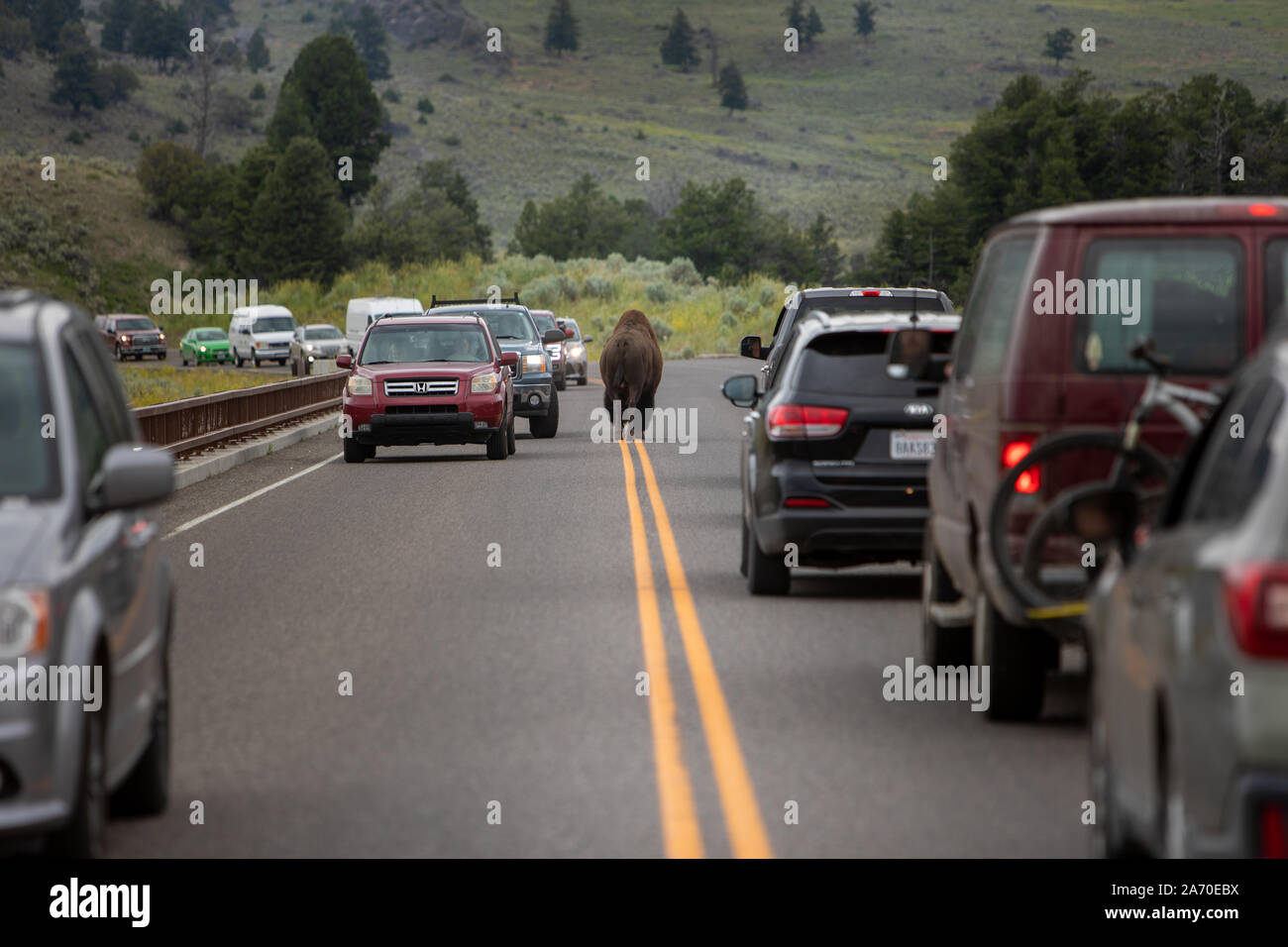 Lamar Valley, bison crosses a bridge in Yellowstone National Park and causes traffic to stop Stock Photo