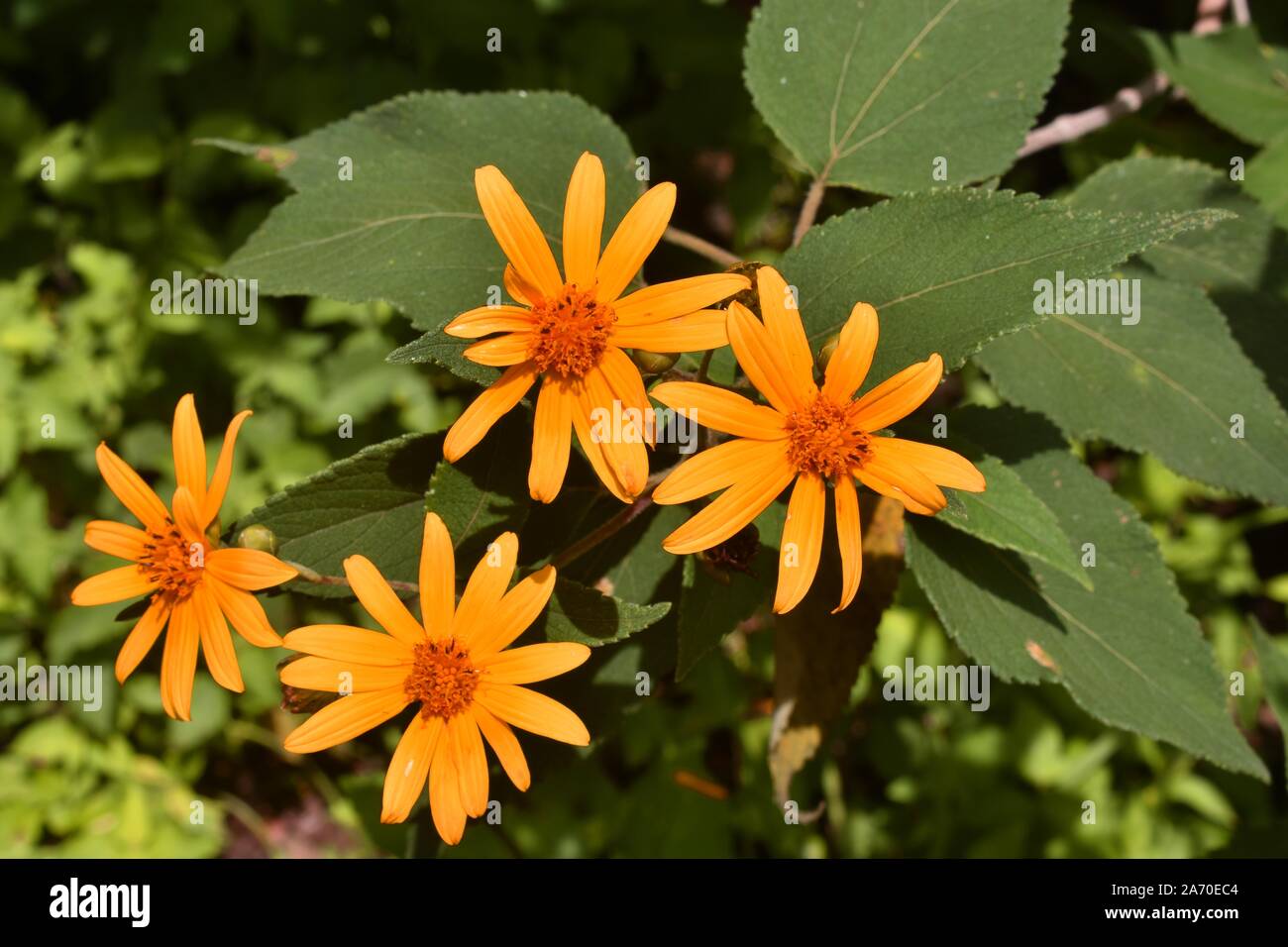 Four Flowers, yellow daisy. Stock Photo