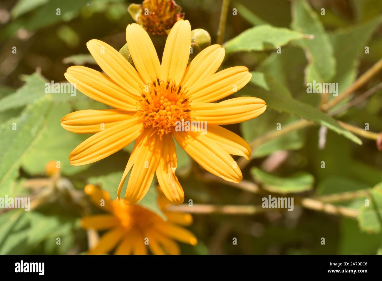 Flower, yellow daisy Stock Photo - Alamy