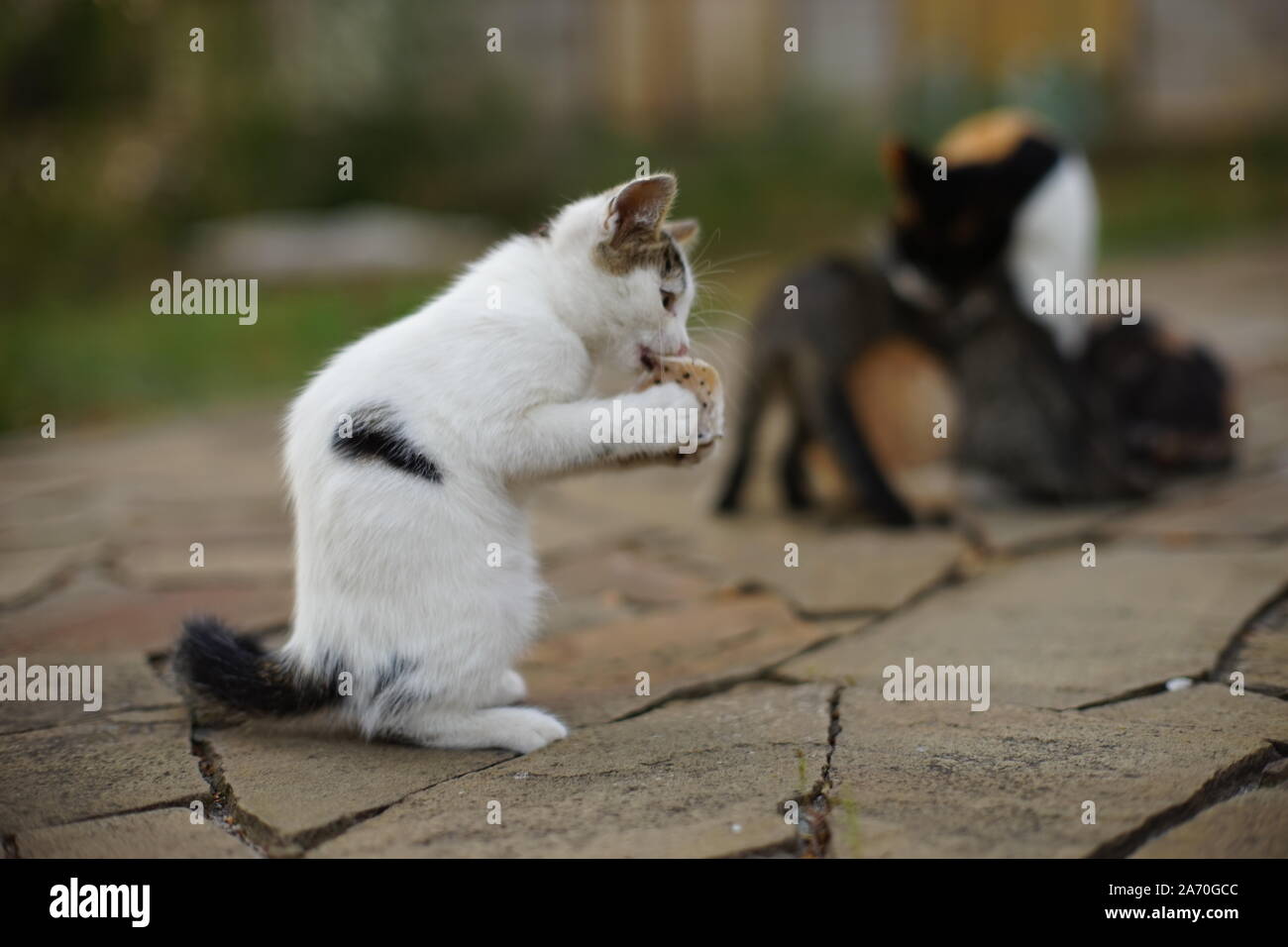 Spotted white kitten sits in the garden in a funny pose, cat eats fat comically. Stock Photo