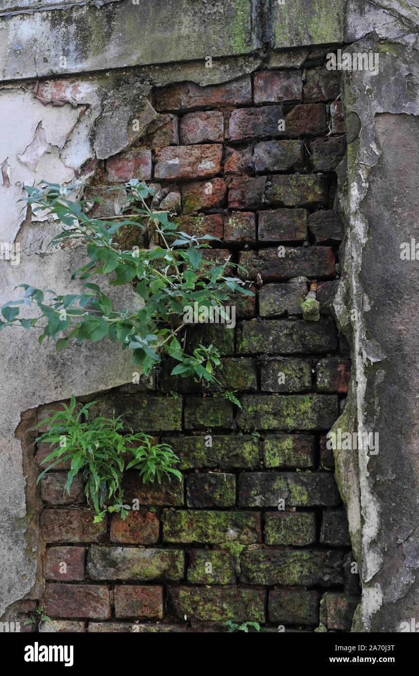 Deteriorated White Wall with Bricks underneath and Moss Stock Photo