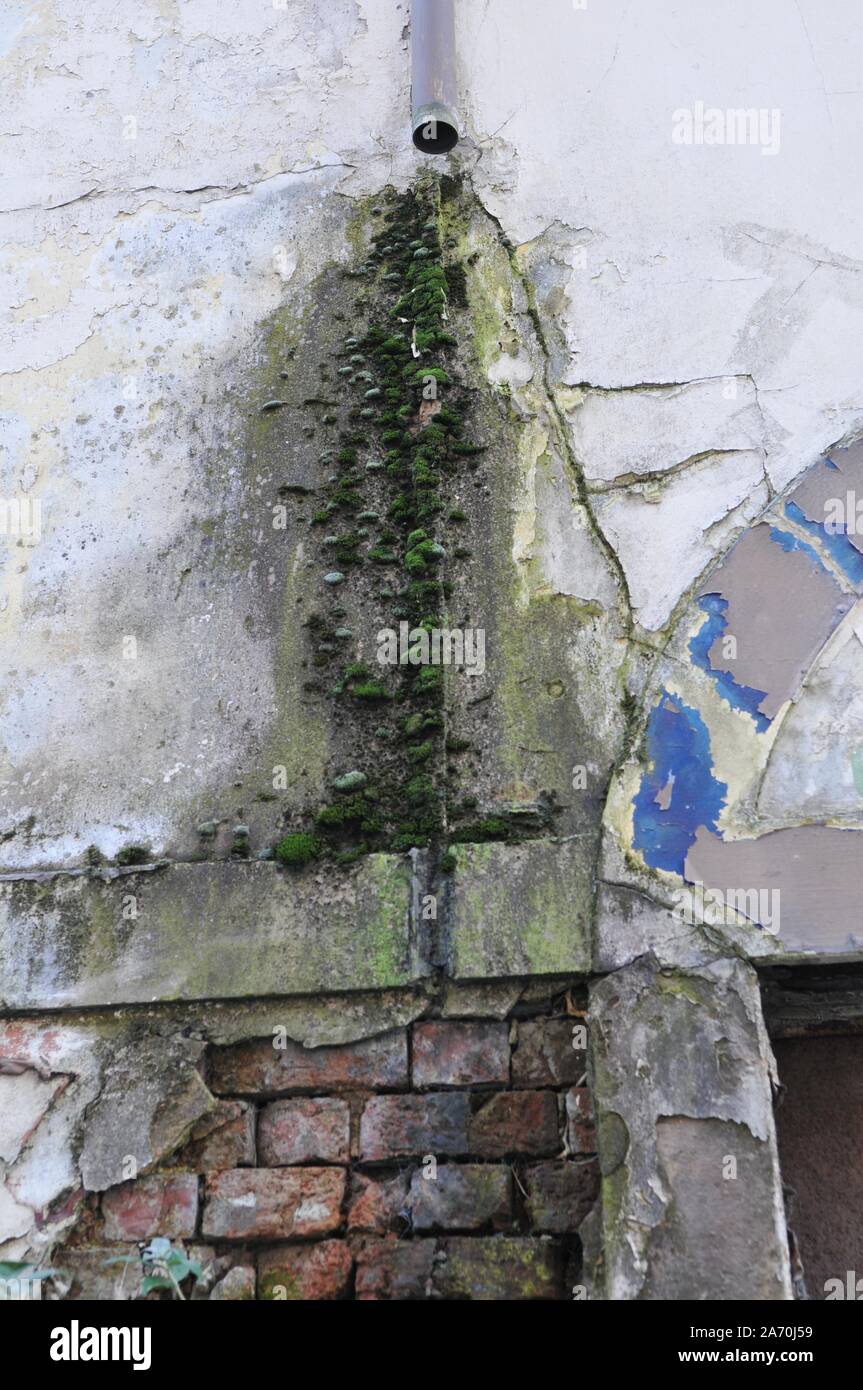 Deteriorated White Wall with Bricks underneath and Moss Stock Photo