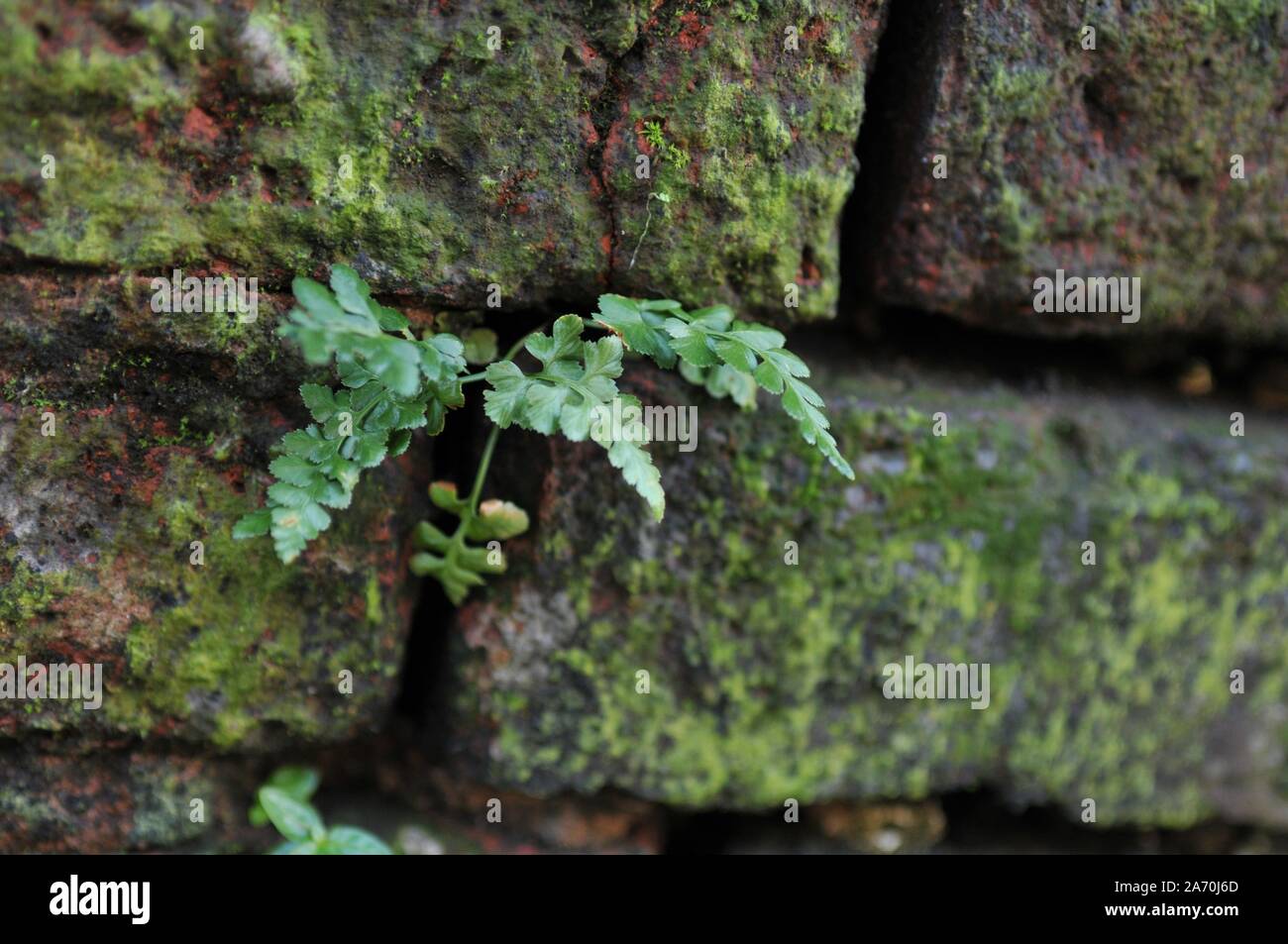 Deteriorated White Wall with Bricks underneath and Moss Stock Photo