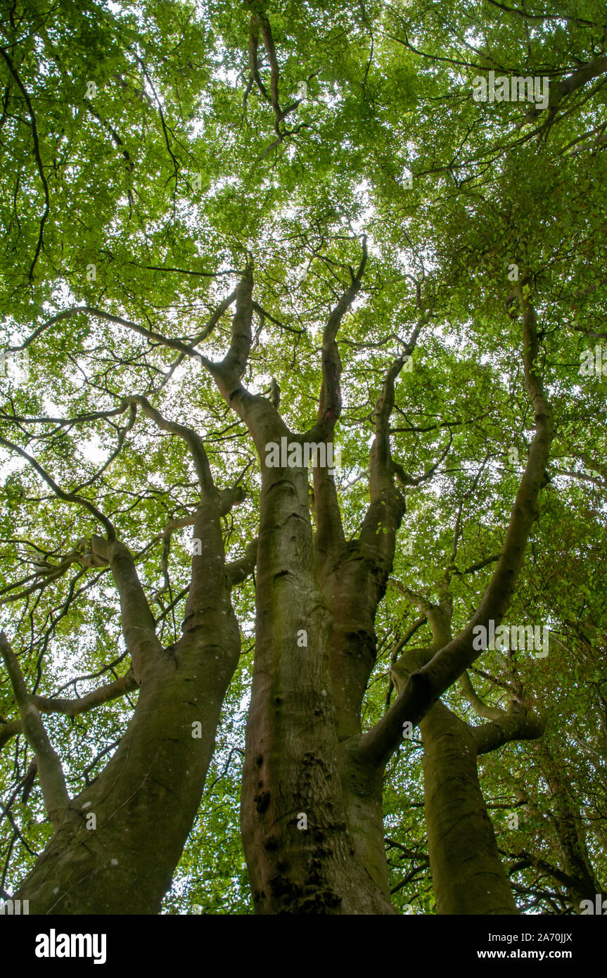 Canopy woods hi-res stock photography and images - Alamy