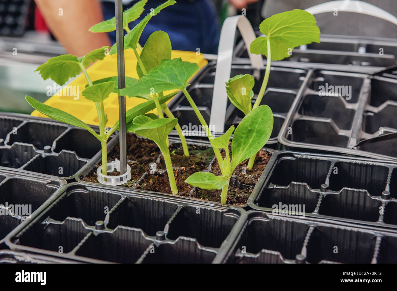 Growing cucumber seedlings in plastic containers with organic soil