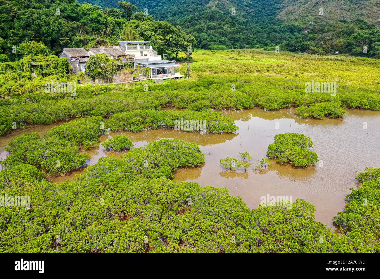 Caribbean mangrove forest hires stock photography and images Alamy