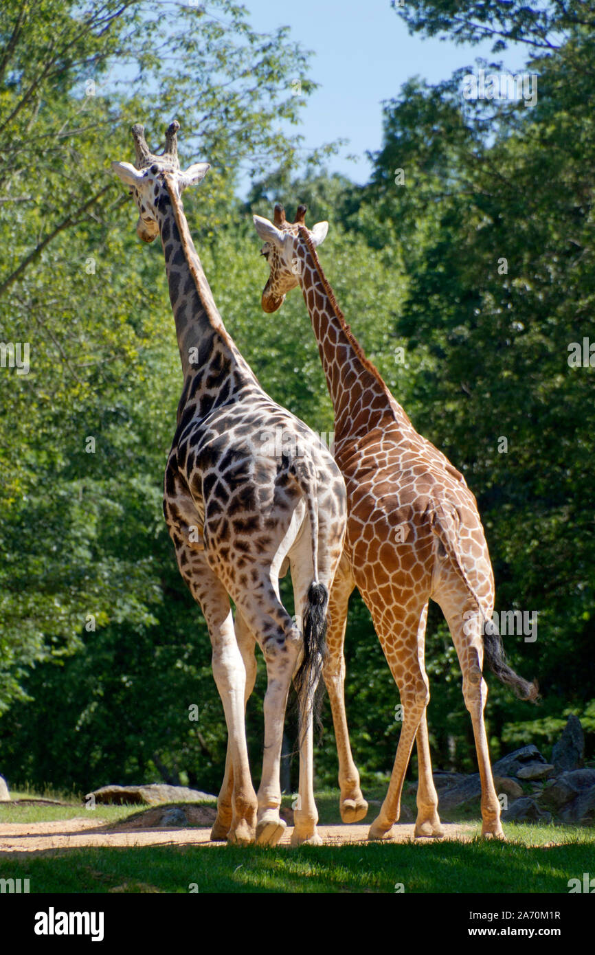 Two colorful giraffes stay close, touching each other as they walk along  together on a sunny summer's day Stock Photo - Alamy