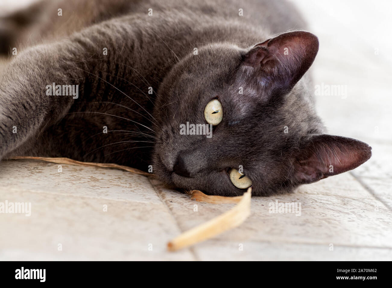 close up of beautiful grey cat with big yellow eyes lying on the floor. he is playing with a ribbon Stock Photo