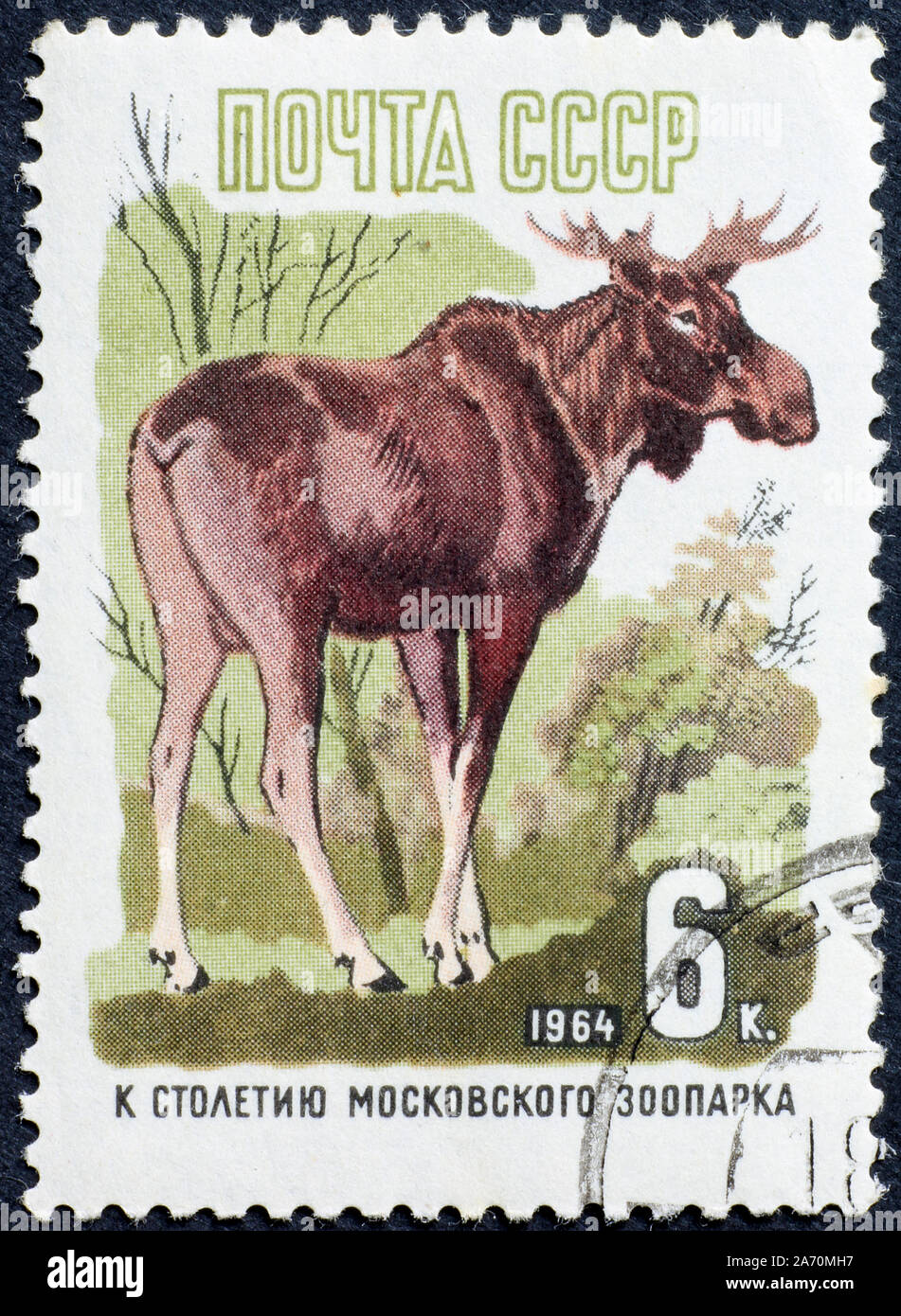 Young moose bull on russian postage stamp Stock Photo