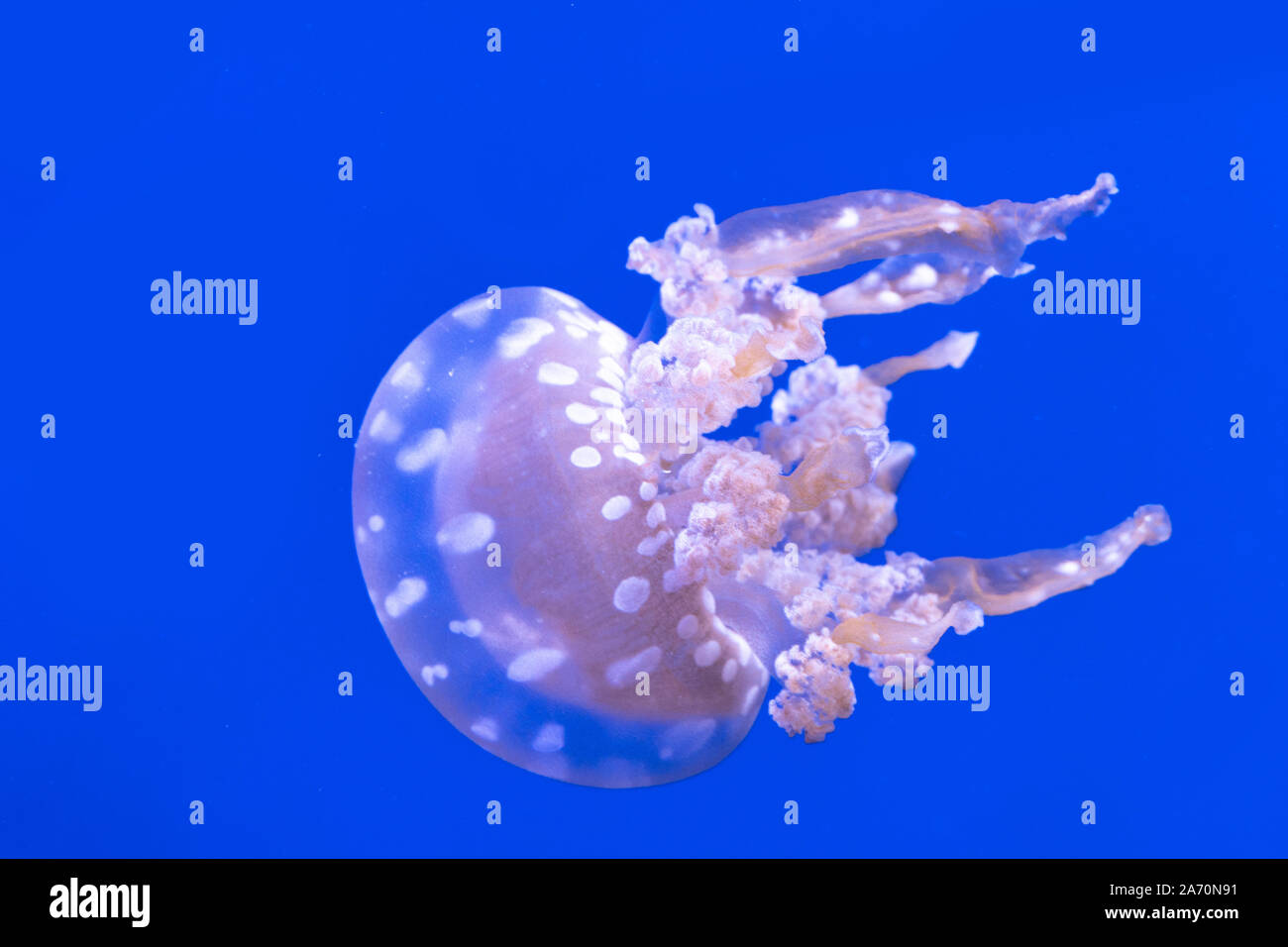 Spotted lagoon jellyfish. Spectacular jellyfish. Stock Photo